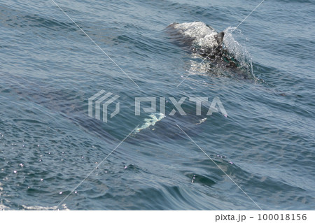 イシイルカ 100018156