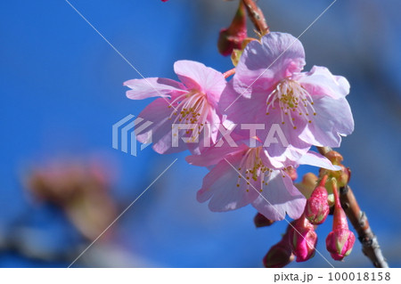 鮮やかなピンク色に咲く 100018158