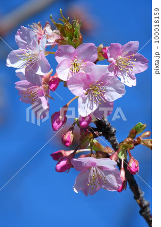 鮮やかなピンク色に咲く 100018159