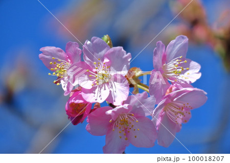 鮮やかなピンク色に咲く 100018207