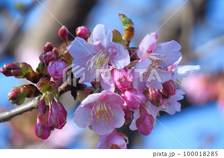 鮮やかなピンク色に咲く 100018285