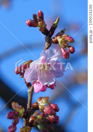 鮮やかなピンク色に咲く 100018286