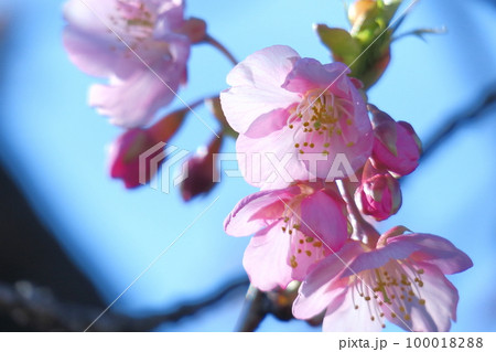 鮮やかなピンク色に咲く 100018288