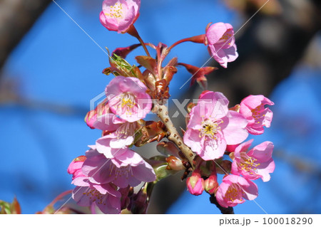 鮮やかなピンク色に咲く 100018290