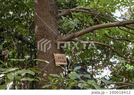 タブノキ(椨の木) タブノキ(椨の木) 100018412