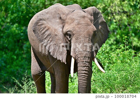 アフリカのゾウ3の写真素材 [100018704] - PIXTA