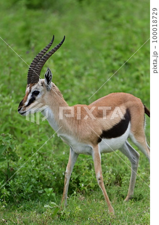 アフリカのトムソンガゼル1 アフリカのトムソンガゼル1 100018729