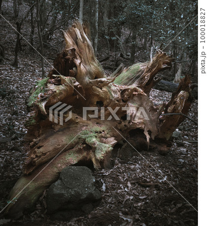 朽ち木、倒木 100018827