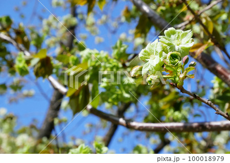 咲き始めた緑の桜（御衣黄桜）～3:2バージョン 100018979