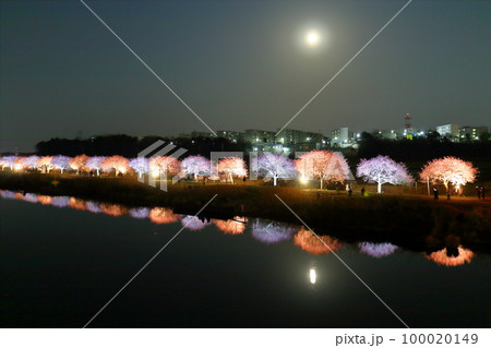 千葉県八千代市新川千本桜まつり2023　満月　河津桜並木のエコライトアップ　新川千本桜 （河津桜）　 100020149