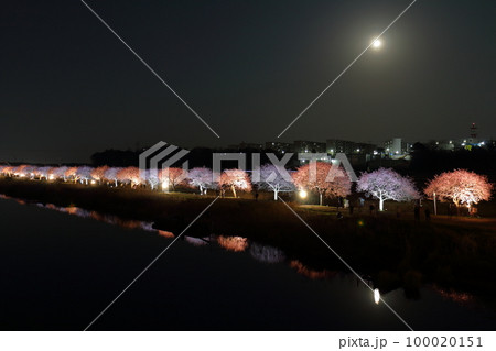 千葉県八千代市新川千本桜まつり2023 満月 河津桜並木のエコライトアップ 新川千本桜 (河津桜) 千葉県八千代市新川千本桜まつり2023 満月 河津桜並木のエコライトアップ 新川千本桜 (河津桜) 100020151