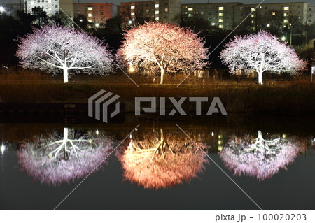 千葉県八千代市新川千本桜まつり2023　河津桜並木のエコライトアップ　新川千本桜 （河津桜）　 100020203