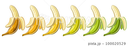 Vector Opened Banana Set 100020529