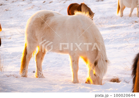 Icelandic Horses In Winter, Rural Animals in Snow Covered Meadow. Pure Nature in Iceland.  100020644