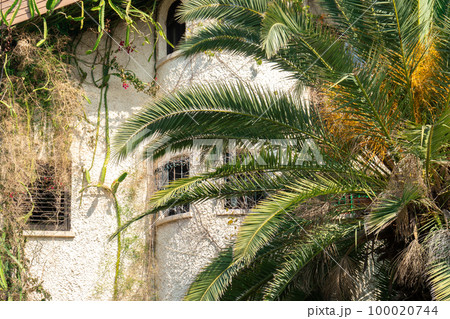 Background with a front view of a villa with palm tree Background with a front view of a villa with palm tree 100020744