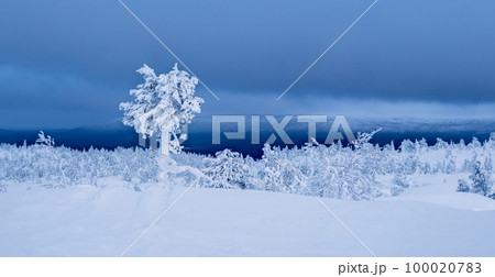 Snow-covered trees on the background of Arctic hills. Minimalistic landscape with naked snowy trees in a winter field. Wide panoramic view of the Arctic winter. 100020783