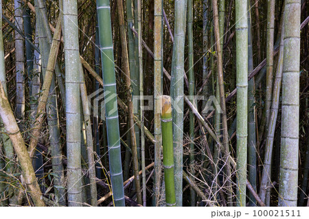 放置竹林イメージ 100021511
