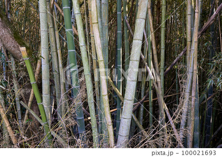 放置竹林イメージ 100021693