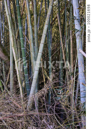 放置竹林イメージ 100021698