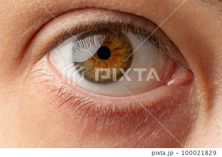 Brown color human eye Brown color human eye 100021829