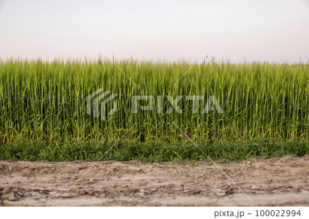 Juicy fresh ears of young green barley on nature in summer field with a blue sky. Green barley field. 100022994