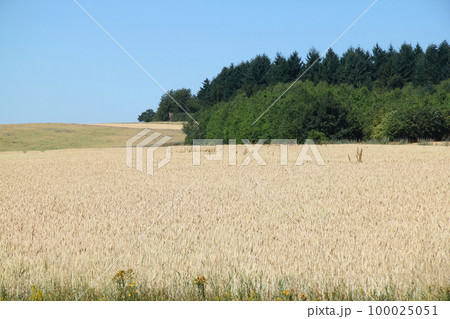 Fields and forests Fields and forests 100025051