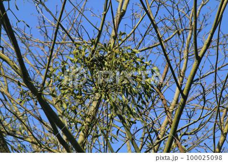 Mistletoe  (Viscum) 100025098