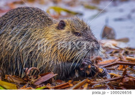 Coypu - Myocastor coypus, also known as river rat or nutria, is large, herbivorous, semiaquatic rodent and only member of family Myocastoridae. 100026656