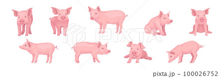 Funny Pink Pig with Snout in Different Pose Vector Set 100026752