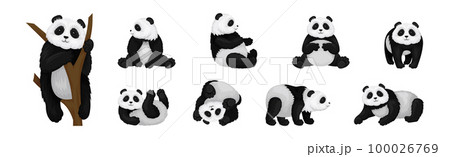 Black and White Giant Panda Bear in Different Pose Vector Set 100026769