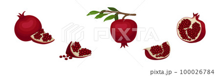 Ruby Pomegranate Fruit with Seeds Inside Vector Set 100026784