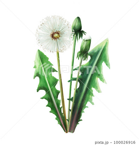 Watercolor bouquet of dandelions flowers and green leaves. Hand painting clipart botanical meadow illustration on a white isolated background. For designers, decoration, postcards, wrapping paper 100026916