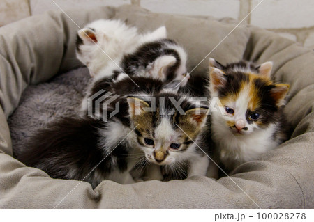 Little kittens sitting in a cat bed 100028278