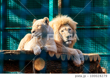 Pair of white lions in zoo 100028279