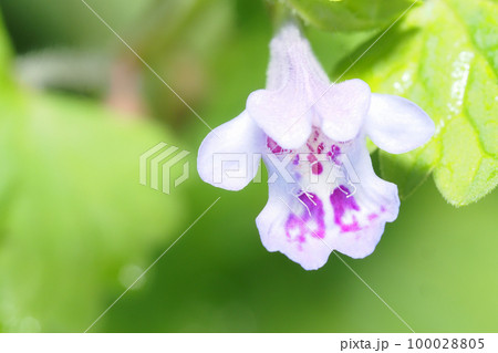 カキドオシの花 カキドオシの花 100028805