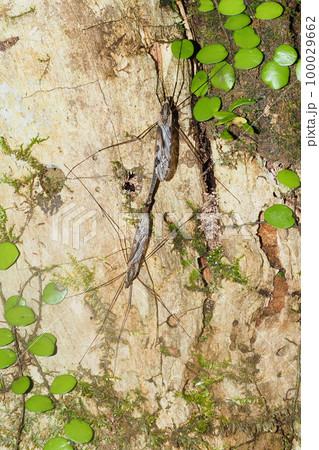 マダラガガンボの一種(交尾中) マダラガガンボの一種(交尾中) 100029662