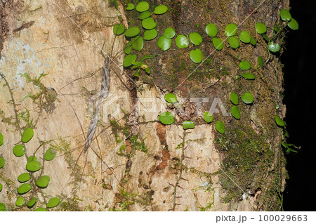 マダラガガンボの一種（交尾中） 100029663