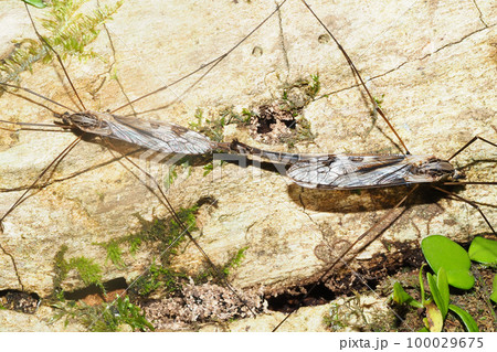 マダラガガンボの一種（交尾中） 100029675