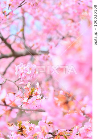河津桜のクローズアップ 河津桜のクローズアップ 100030109
