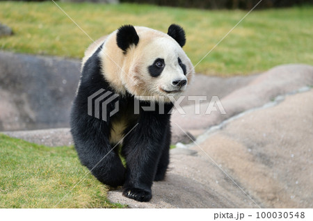 ファンサービス中の楓浜 100030548