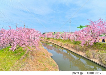 青毛堀川沿いの河津桜　埼玉県久喜市鷲宮　県道12号線の交差点　橋からの眺望 100030578