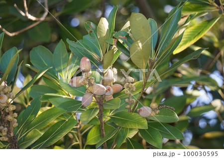 マテバシイの実・2022年10月　 100030595