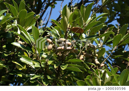 マテバシイの実・2022年10月　 100030596