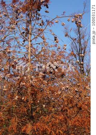 ラクウショウの果実・2022年12月 100031171