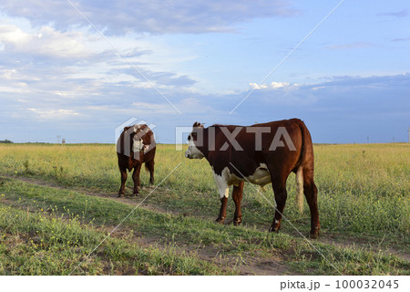 Cattle in Argentine countryside,La Pampa Province, Argentina. Cattle in Argentine countryside,La Pampa Province, Argentina. 100032045