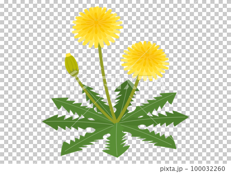 Illustration of dandelion_1 100032260