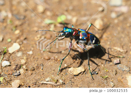 ハンミョウ（ナミハンミョウ） 100032535