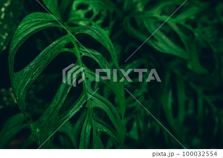 Green leaves background. Abstract natural floral background. 100032554