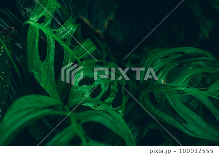 Green leaves background. Abstract natural floral background. 100032555