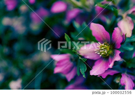 Purple flowers blossom in garden, spring background Purple flowers blossom in garden, spring background 100032556